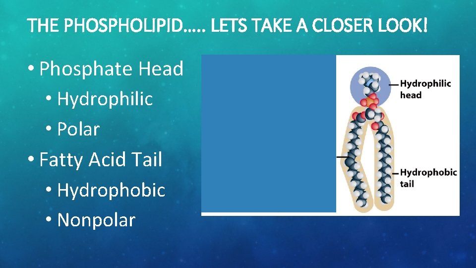 THE PHOSPHOLIPID…. . LETS TAKE A CLOSER LOOK! • Phosphate Head • Hydrophilic •