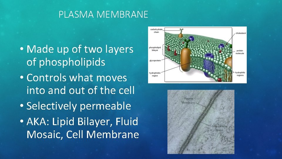 PLASMA MEMBRANE • Made up of two layers of phospholipids • Controls what moves