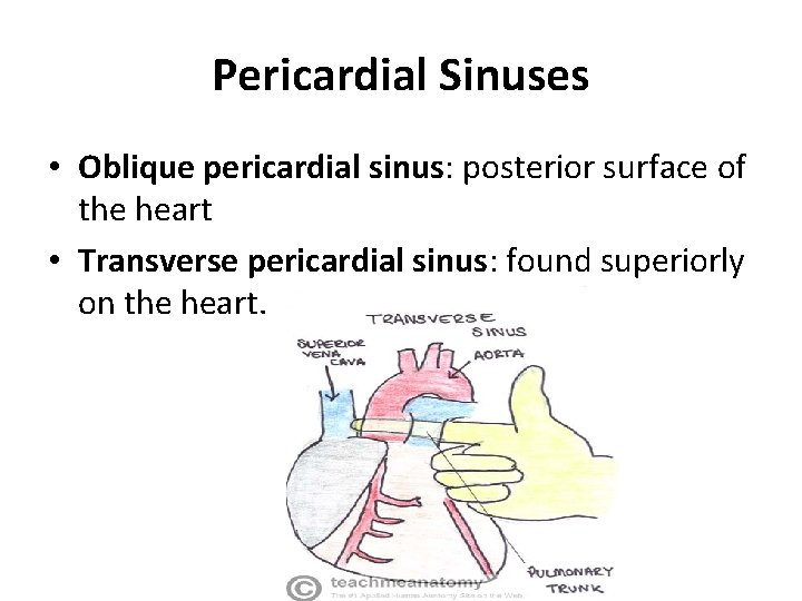 Pericardial Sinuses • Oblique pericardial sinus: posterior surface of the heart • Transverse pericardial