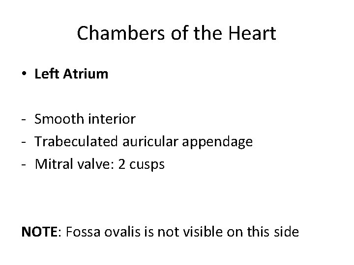 Chambers of the Heart • Left Atrium - Smooth interior - Trabeculated auricular appendage