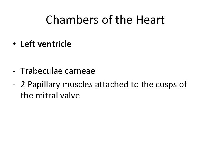 Chambers of the Heart • Left ventricle - Trabeculae carneae - 2 Papillary muscles