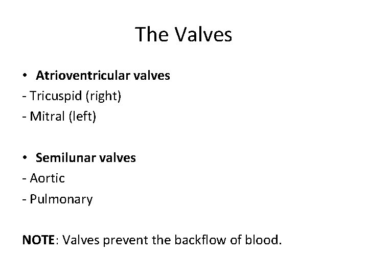 The Valves • Atrioventricular valves - Tricuspid (right) - Mitral (left) • Semilunar valves