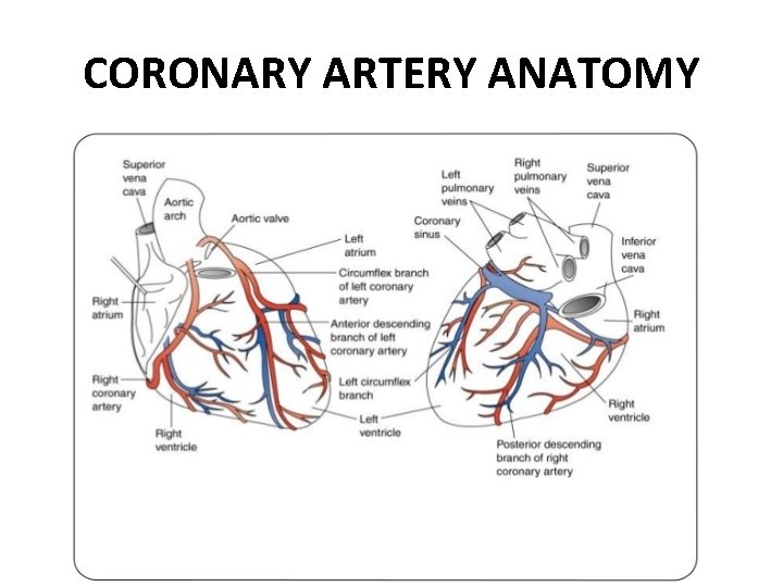 CORONARY ARTERY ANATOMY 