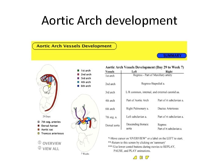 Aortic Arch development 