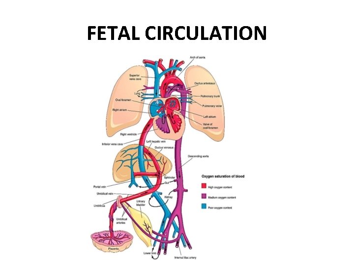 FETAL CIRCULATION 