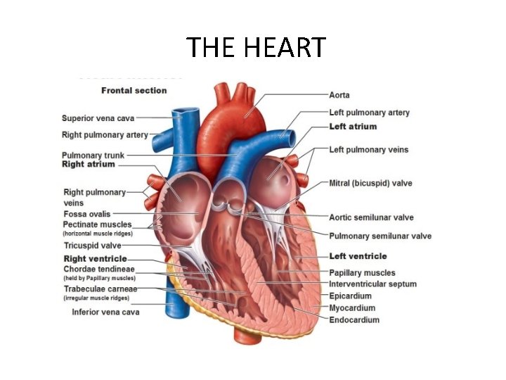 THE HEART 