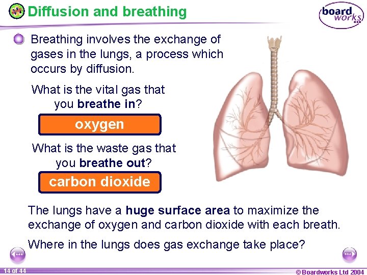 Diffusion and breathing Breathing involves the exchange of gases in the lungs, a process