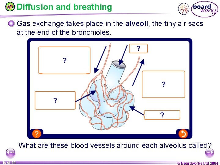 Diffusion and breathing Gas exchange takes place in the alveoli, the tiny air sacs