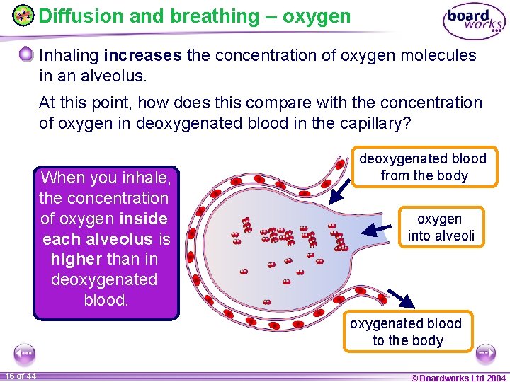 Diffusion and breathing – oxygen Inhaling increases the concentration of oxygen molecules in an