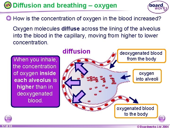 Diffusion and breathing – oxygen How is the concentration of oxygen in the blood