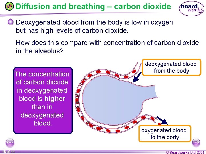 Diffusion and breathing – carbon dioxide Deoxygenated blood from the body is low in