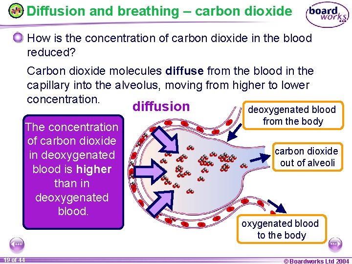 Diffusion and breathing – carbon dioxide How is the concentration of carbon dioxide in