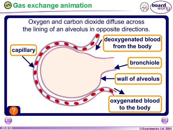 Gas exchange animation 20 of 44 © Boardworks Ltd 2004 