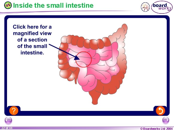 Inside the small intestine 22 of 44 © Boardworks Ltd 2004 