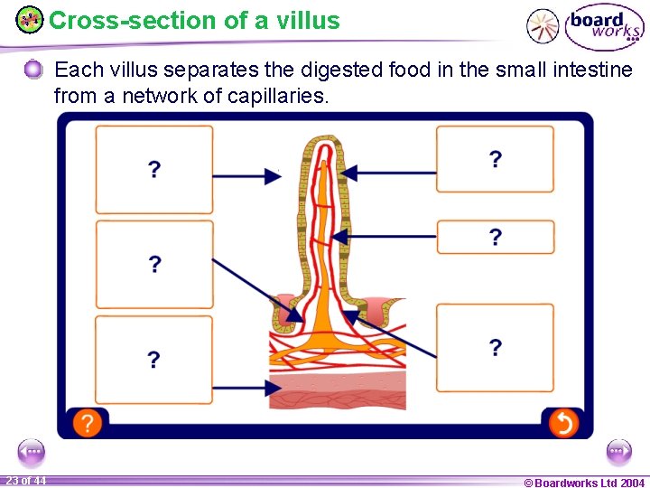 Cross-section of a villus Each villus separates the digested food in the small intestine