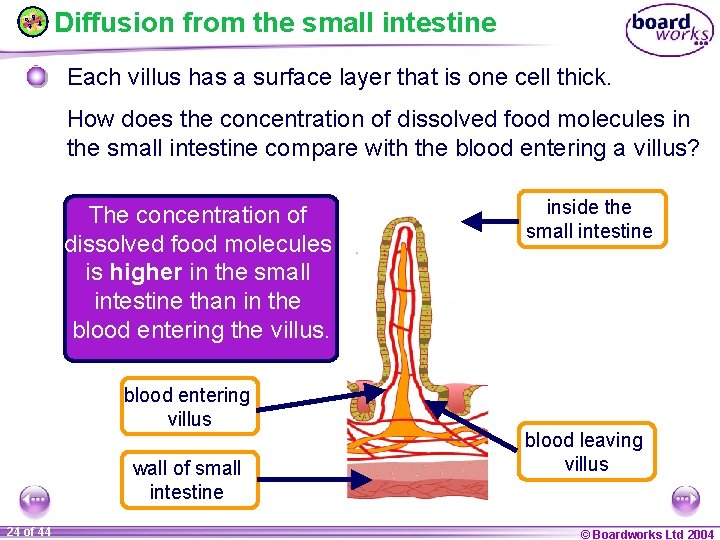Diffusion from the small intestine Each villus has a surface layer that is one
