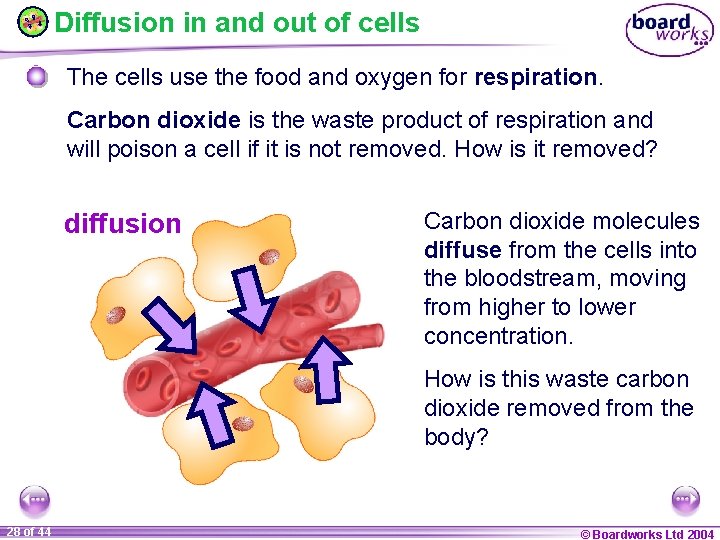 Diffusion in and out of cells The cells use the food and oxygen for