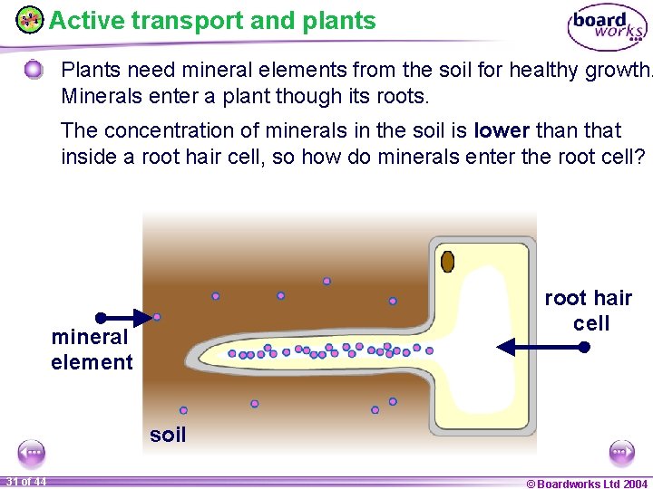 Active transport and plants Plants need mineral elements from the soil for healthy growth.