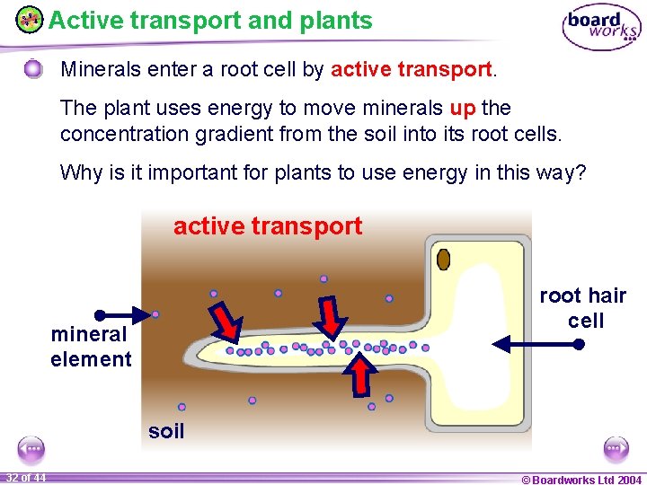 Active transport and plants Minerals enter a root cell by active transport. The plant
