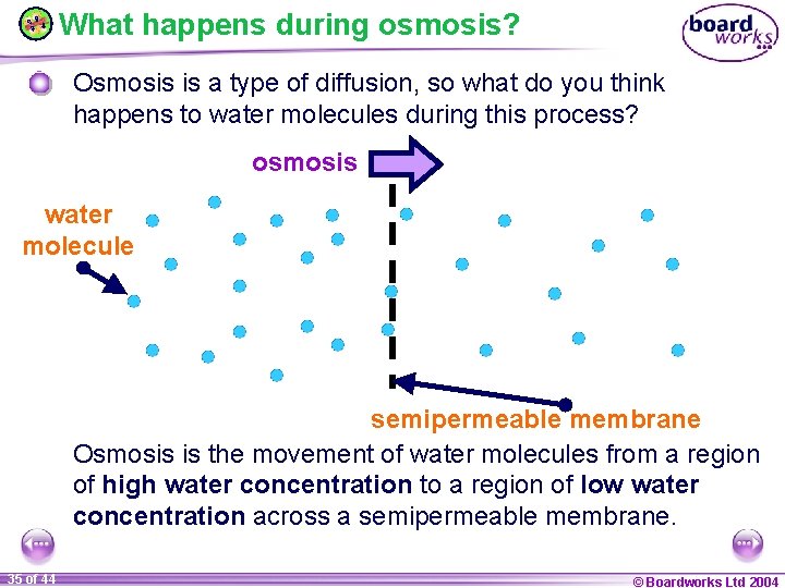 What happens during osmosis? Osmosis is a type of diffusion, so what do you