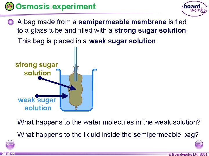 Osmosis experiment A bag made from a semipermeable membrane is tied to a glass