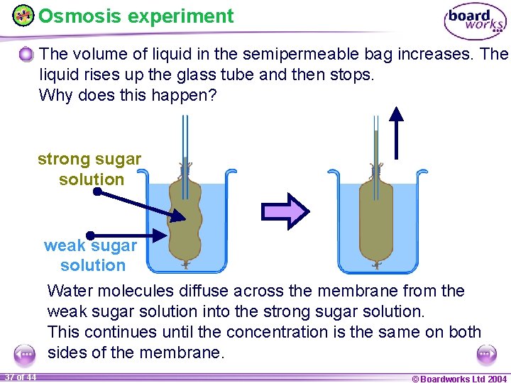 Osmosis experiment The volume of liquid in the semipermeable bag increases. The liquid rises