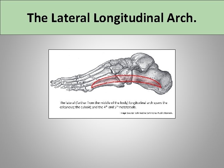 The Lateral Longitudinal Arch. 