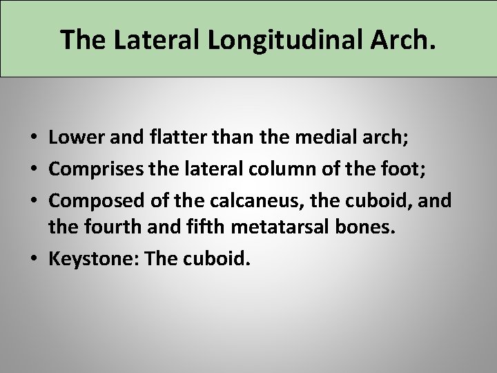 The Lateral Longitudinal Arch. • Lower and flatter than the medial arch; • Comprises