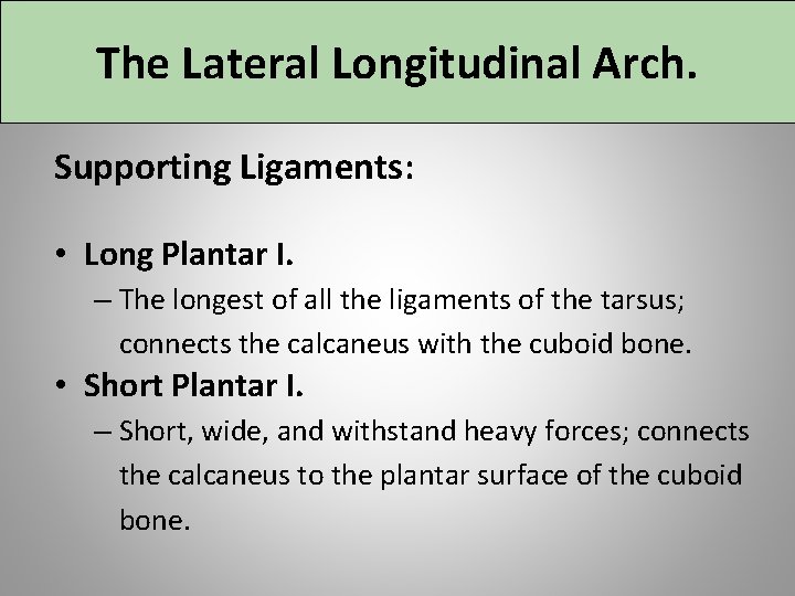 The Lateral Longitudinal Arch. Supporting Ligaments: • Long Plantar I. – The longest of