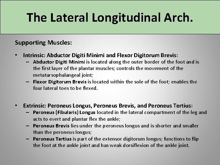 The Lateral Longitudinal Arch. Supporting Muscles: • Intrinsic: Abductor Digiti Minimi and Flexor Digitorum