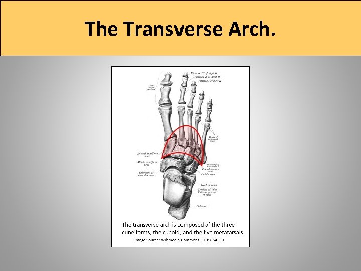 The Transverse Arch. 