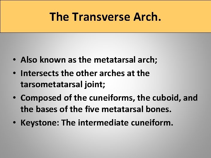 The Transverse Arch. • Also known as the metatarsal arch; • Intersects the other