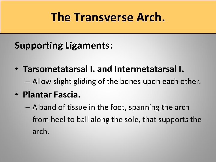 The Transverse Arch. Supporting Ligaments: • Tarsometatarsal I. and Intermetatarsal I. – Allow slight