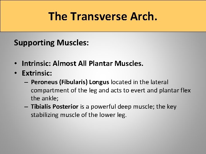 The Transverse Arch. Supporting Muscles: • Intrinsic: Almost All Plantar Muscles. • Extrinsic: –