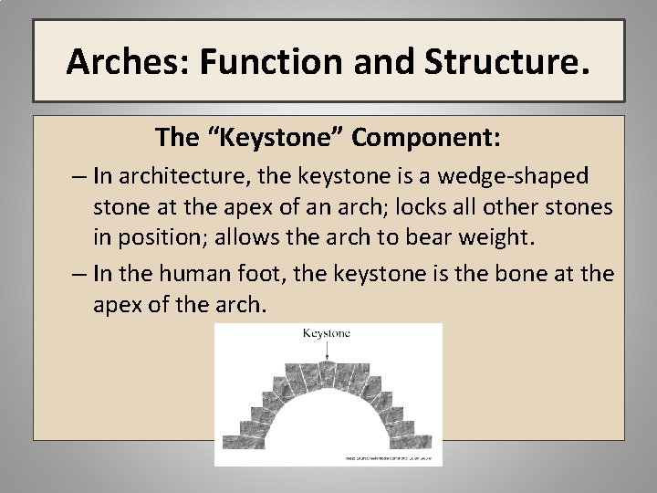 Arches: Function and Structure. The “Keystone” Component: – In architecture, the keystone is a