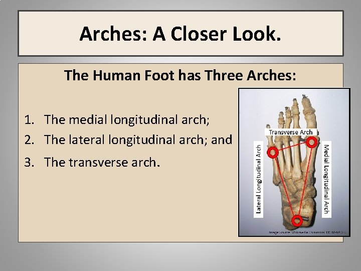 Arches: A Closer Look. The Human Foot has Three Arches: 1. The medial longitudinal