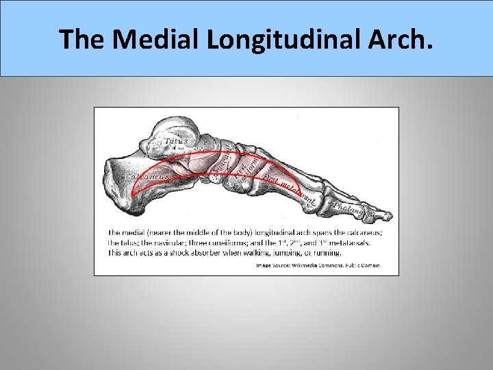 The Medial Longitudinal Arch. 