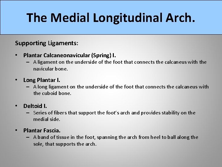 The Medial Longitudinal Arch. Supporting Ligaments: • Plantar Calcaneonavicular (Spring) I. – A ligament