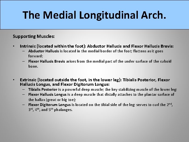 The Medial Longitudinal Arch. Supporting Muscles: • Intrinsic (located within the foot): Abductor Hallucis
