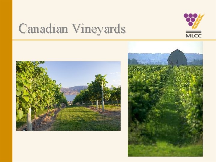 Canadian Vineyards 