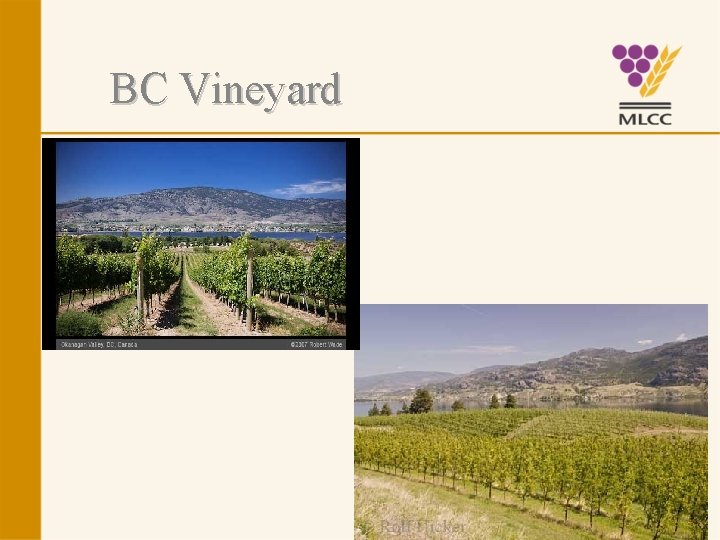BC Vineyard 