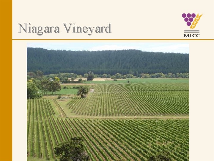 Niagara Vineyard 