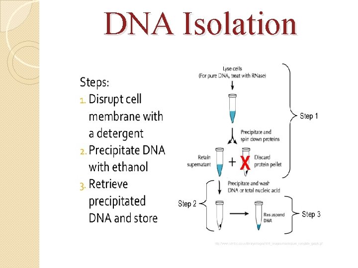 DNA Isolation 