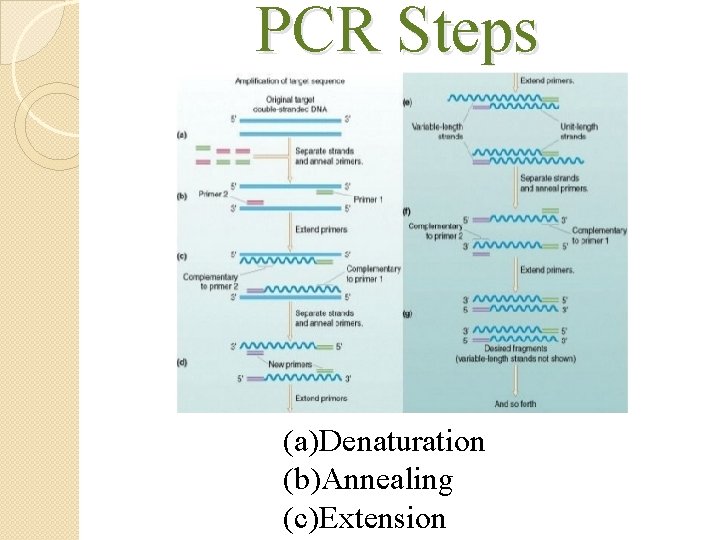 PCR Steps (a)Denaturation (b)Annealing (c)Extension 