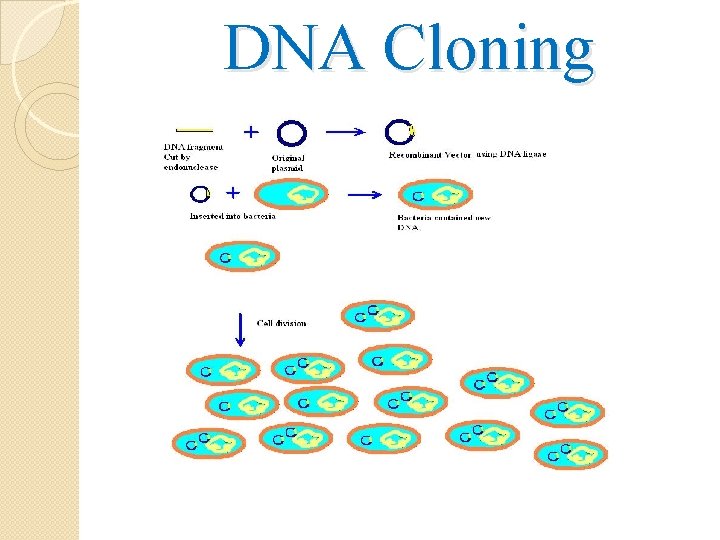 DNA Cloning 