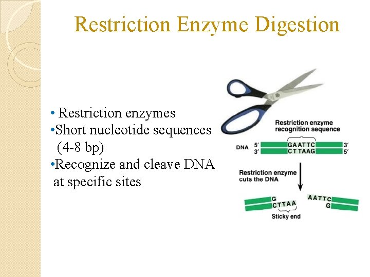 Restriction Enzyme Digestion • Restriction enzymes • Short nucleotide sequences (4 -8 bp) •