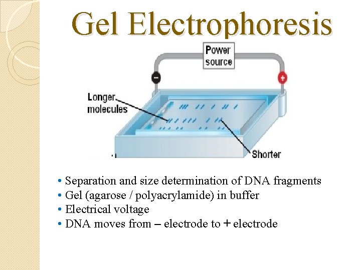 Gel Electrophoresis • Separation and size determination of DNA fragments • Gel (agarose /
