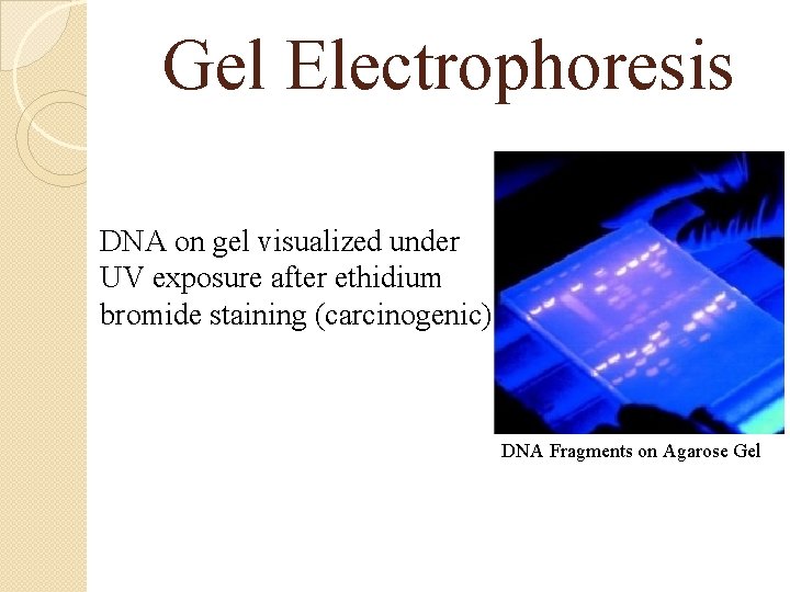 Gel Electrophoresis DNA on gel visualized under UV exposure after ethidium bromide staining (carcinogenic)
