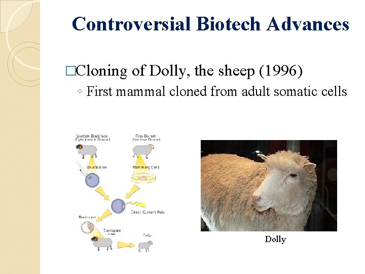 Controversial Biotech Advances �Cloning of Dolly, the sheep (1996) ◦ First mammal cloned from