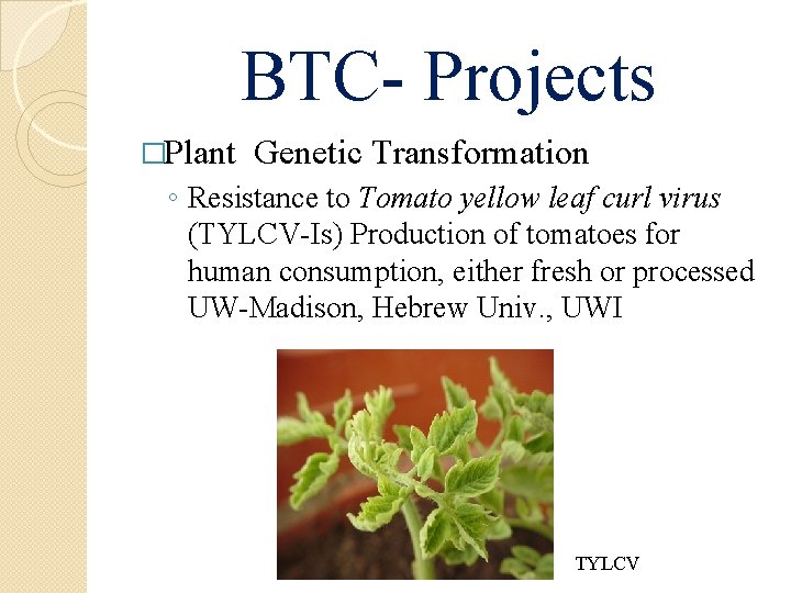 BTC- Projects �Plant Genetic Transformation ◦ Resistance to Tomato yellow leaf curl virus (TYLCV-Is)